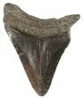Juvenile Megalodon Tooth - South Carolina #52973-1